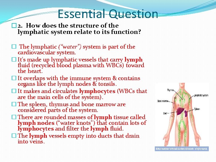 Essential Question � 2. How does the structure of the lymphatic system relate to