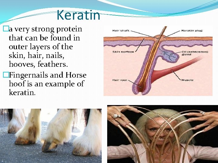 Keratin �a very strong protein that can be found in outer layers of the