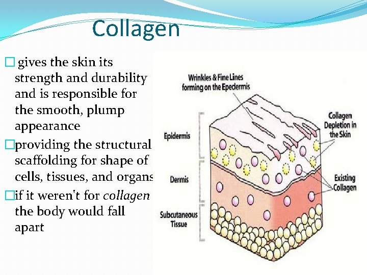 Collagen � gives the skin its strength and durability and is responsible for the