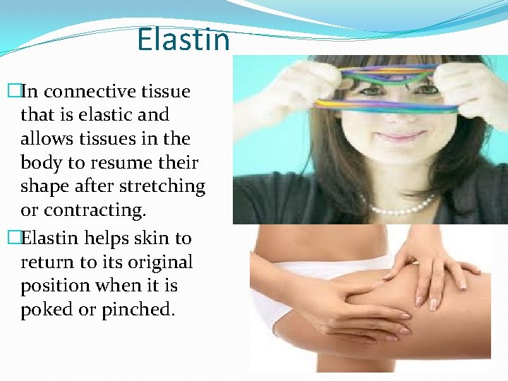 Elastin �In connective tissue that is elastic and allows tissues in the body to