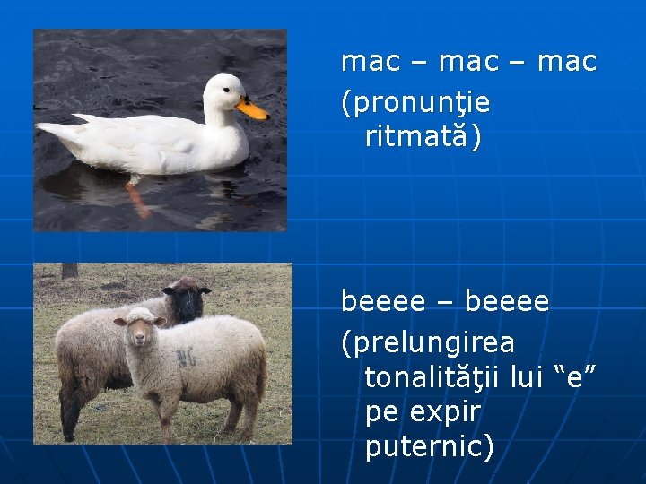 mac – mac (pronunţie ritmată) beeee – beeee (prelungirea tonalităţii lui “e” pe expir