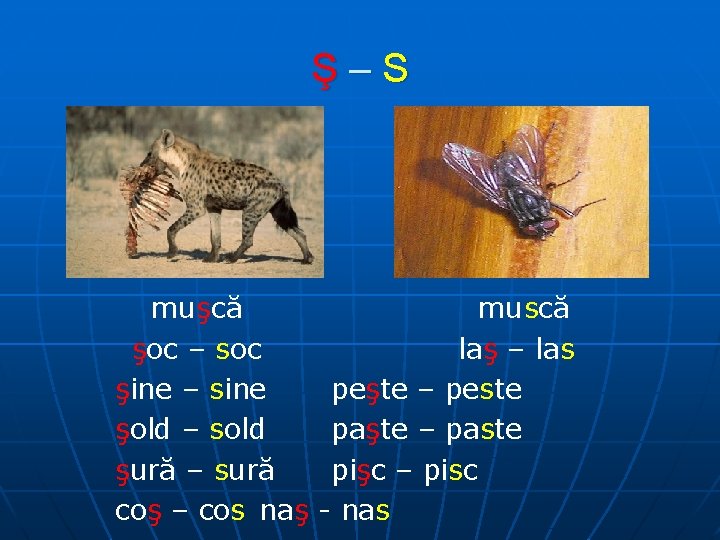Ş–S muşcă şoc – soc şine – sine şold – sold şură – sură