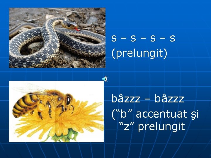 s–s–s–s (prelungit) bâzzz – bâzzz (“b” accentuat şi “z” prelungit 