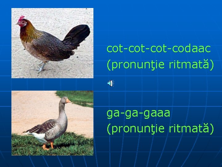 cot-cot-codaac (pronunţie ritmată) ga-ga-gaaa (pronunţie ritmată) 