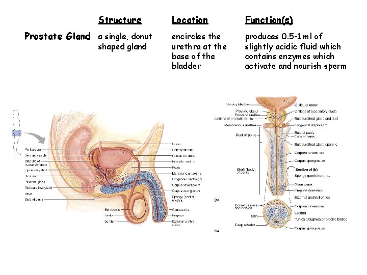 Structure Prostate Gland a single, donut shaped gland Location Function(s) encircles the urethra at Structure Prostate Gland a single, donut shaped gland Location Function(s) encircles the urethra at