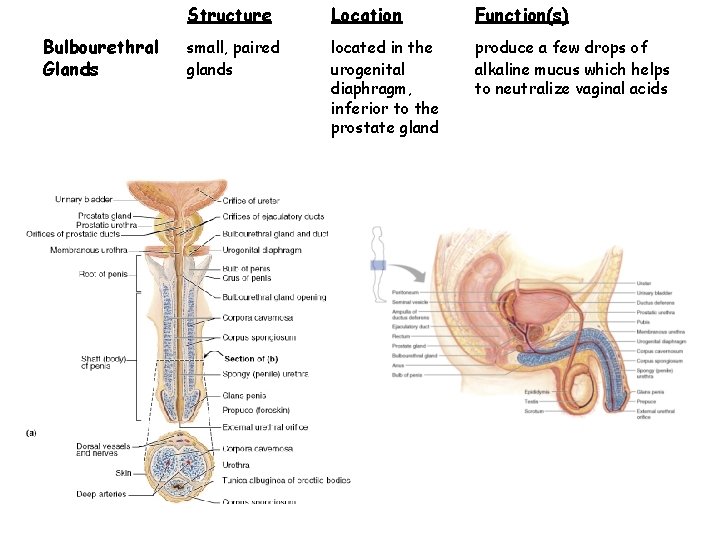 Bulbourethral Glands Structure Location Function(s) small, paired glands located in the urogenital diaphragm, inferior