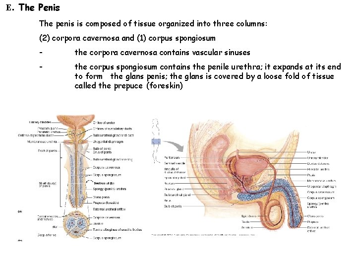  E. The Penis The penis is composed of tissue organized into three columns: