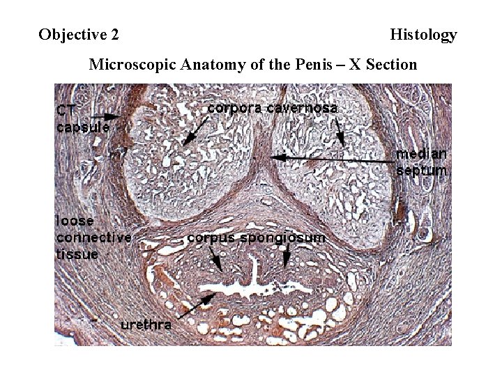 Objective 2 Histology Microscopic Anatomy of the Penis – X Section 