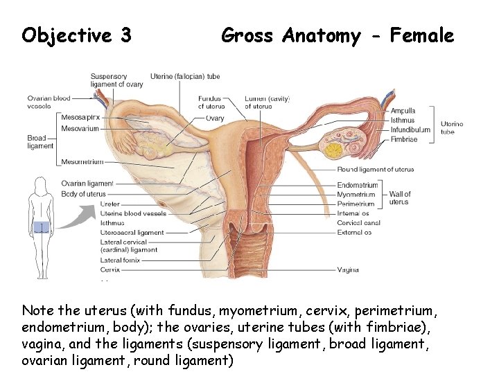 Objective 3 Gross Anatomy - Female Note the uterus (with fundus, myometrium, cervix, perimetrium, Objective 3 Gross Anatomy - Female Note the uterus (with fundus, myometrium, cervix, perimetrium,