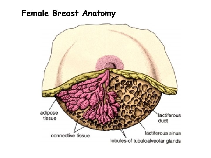 Female Breast Anatomy 