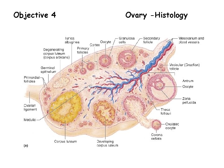 Objective 4 Ovary -Histology 