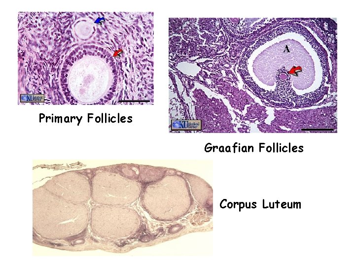 Primary Follicles Graafian Follicles Corpus Luteum 
