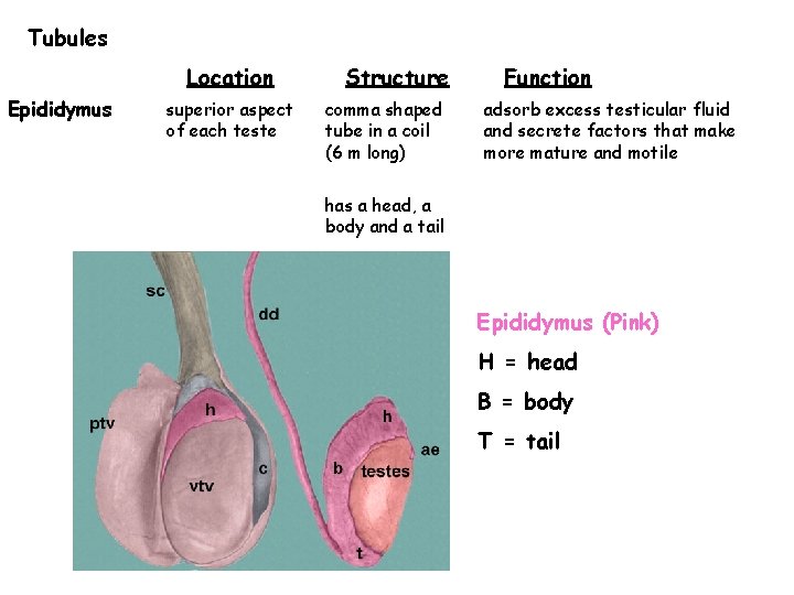 Tubules Location Epididymus superior aspect of each teste Structure comma shaped tube in a