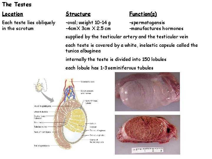 The Testes Location Structure Function(s) Each teste lies obliquely in the scrotum -oval; weight