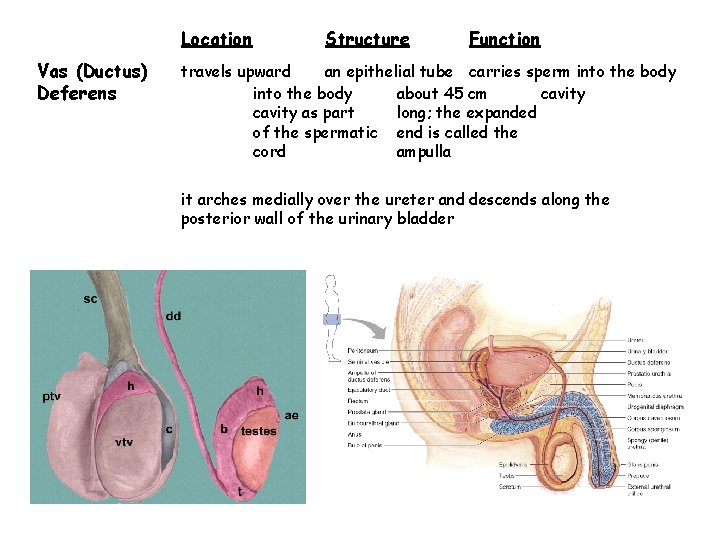 Location Vas (Ductus) Deferens Structure Function travels upward an epithelial tube carries sperm into