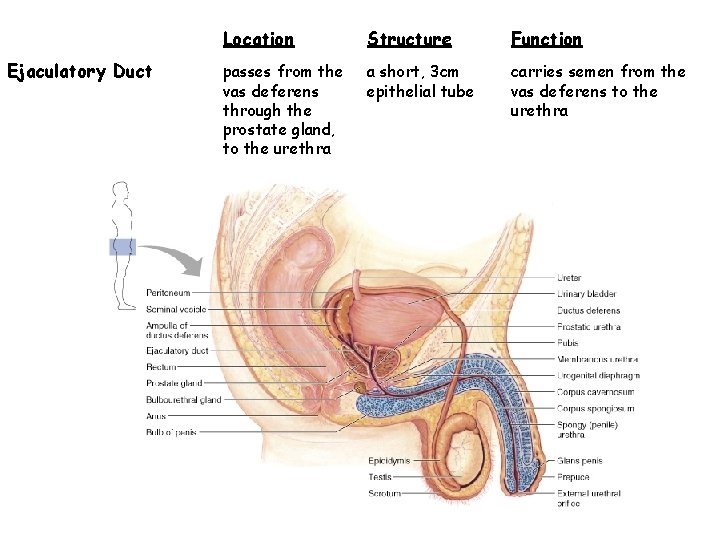 Ejaculatory Duct Location Structure Function passes from the vas deferens through the prostate gland,