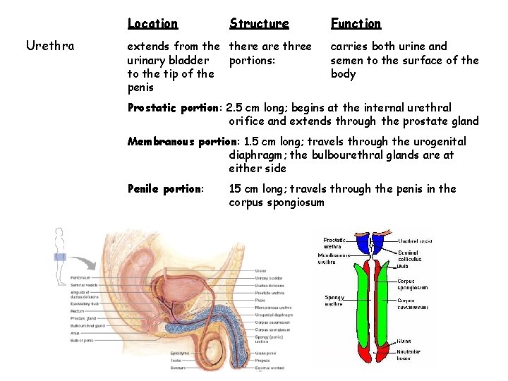 Location Urethra Structure extends from there are three urinary bladder portions: to the tip