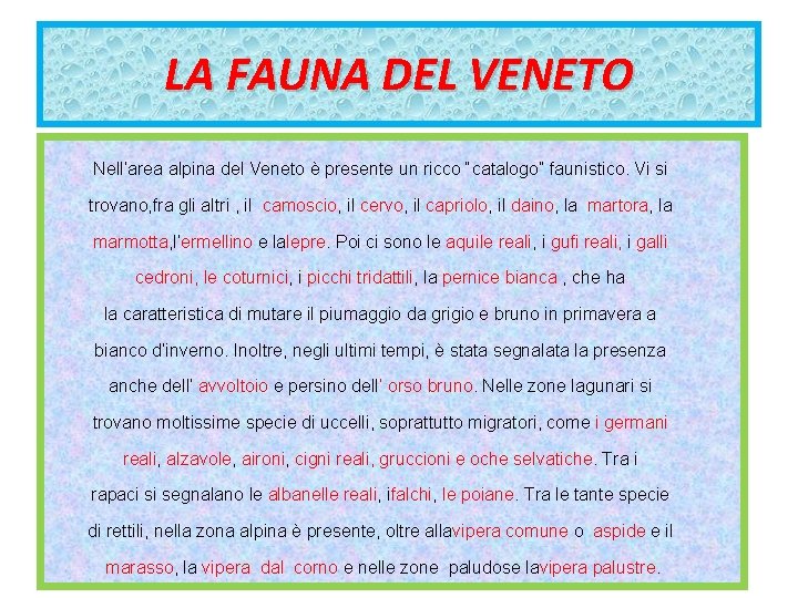 LA FAUNA DEL VENETO Nell’area alpina del Veneto è presente un ricco “catalogo” faunistico.