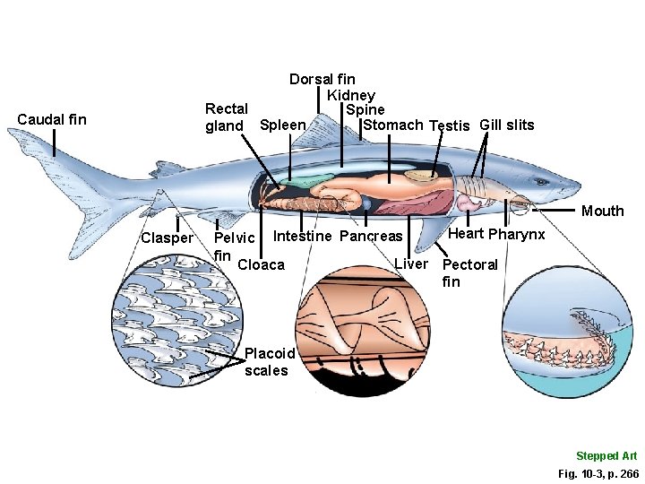 Dorsal fin Kidney Rectal Spine Stomach Testis Gill slits gland Spleen Caudal fin Mouth