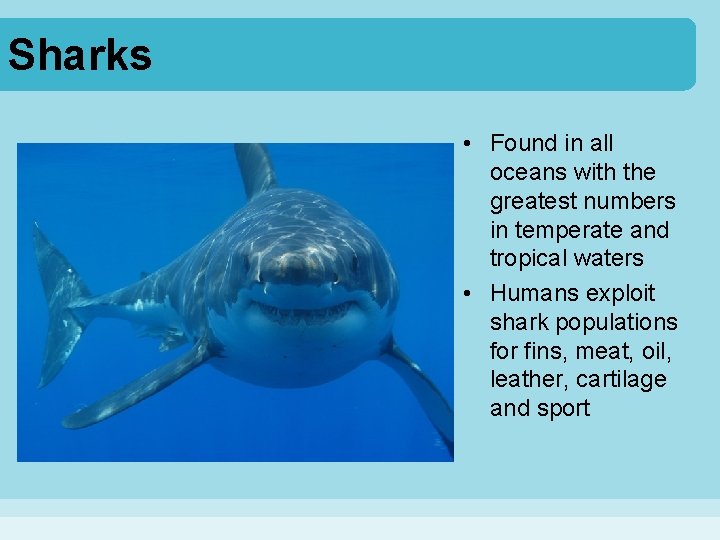 Sharks • Found in all oceans with the greatest numbers in temperate and tropical