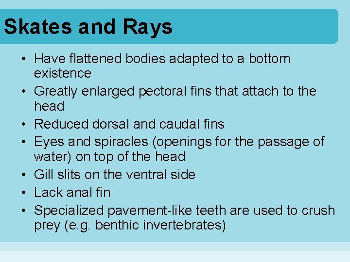 Skates and Rays • Have flattened bodies adapted to a bottom existence • Greatly