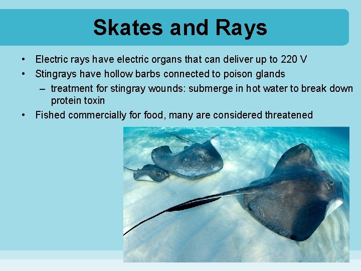 Skates and Rays • Electric rays have electric organs that can deliver up to