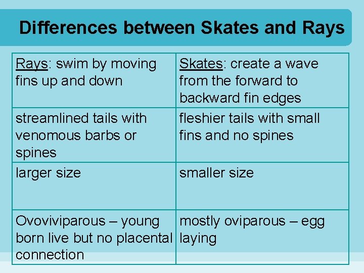 Differences between Skates and Rays: swim by moving fins up and down streamlined tails