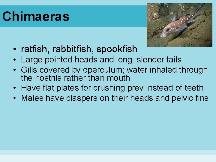 Chimaeras • ratfish, rabbitfish, spookfish • Large pointed heads and long, slender tails •