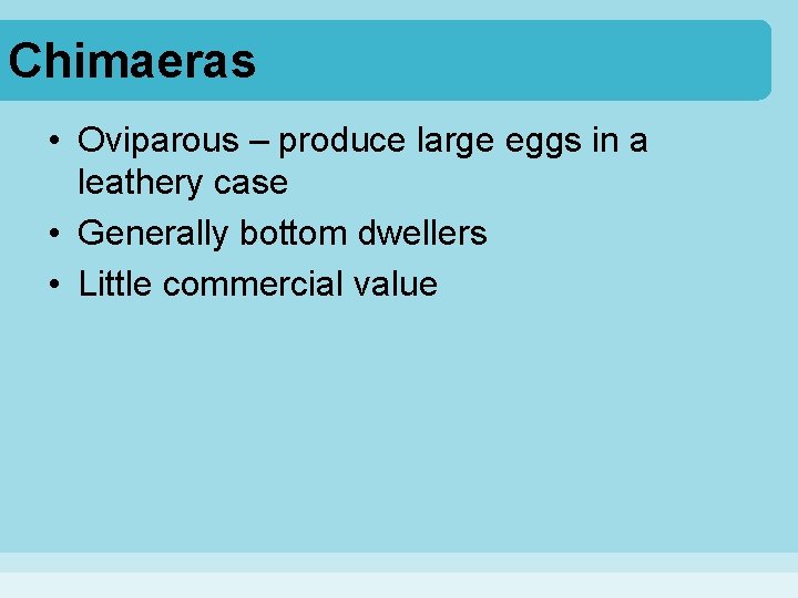 Chimaeras • Oviparous – produce large eggs in a leathery case • Generally bottom