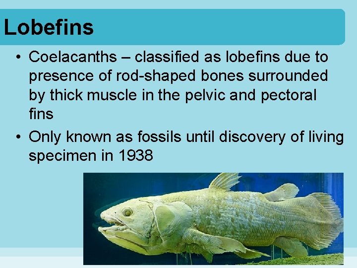 Lobefins • Coelacanths – classified as lobefins due to presence of rod-shaped bones surrounded