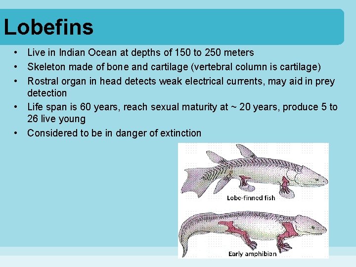 Lobefins • Live in Indian Ocean at depths of 150 to 250 meters •