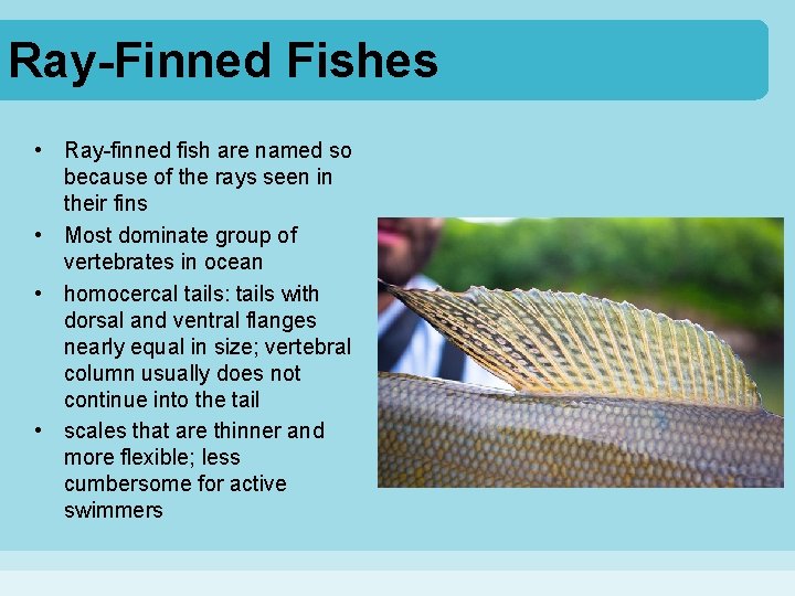 Ray-Finned Fishes • Ray-finned fish are named so because of the rays seen in