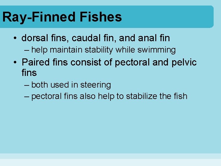 Ray-Finned Fishes • dorsal fins, caudal fin, and anal fin – help maintain stability