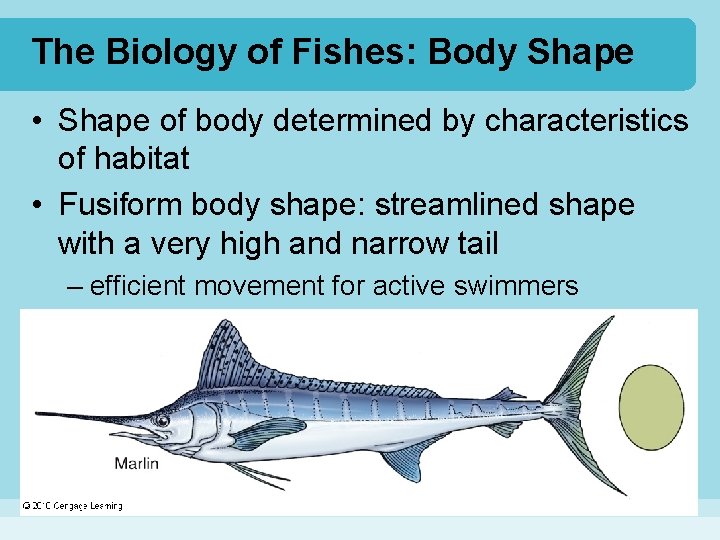 The Biology of Fishes: Body Shape • Shape of body determined by characteristics of