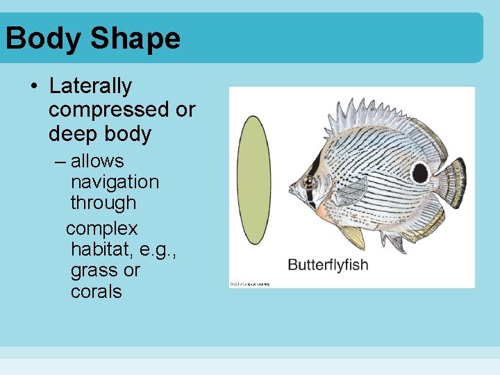 Body Shape • Laterally compressed or deep body – allows navigation through complex habitat,