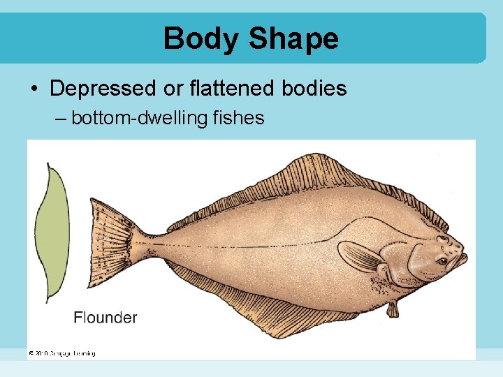 Body Shape • Depressed or flattened bodies – bottom-dwelling fishes 