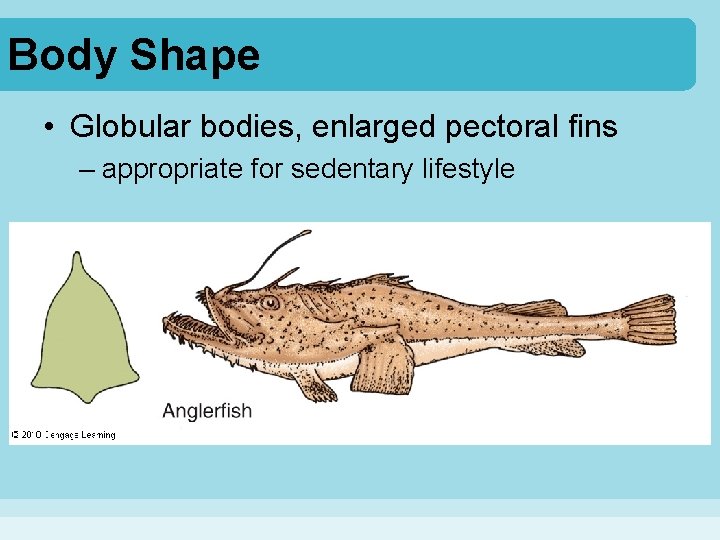 Body Shape • Globular bodies, enlarged pectoral fins – appropriate for sedentary lifestyle 