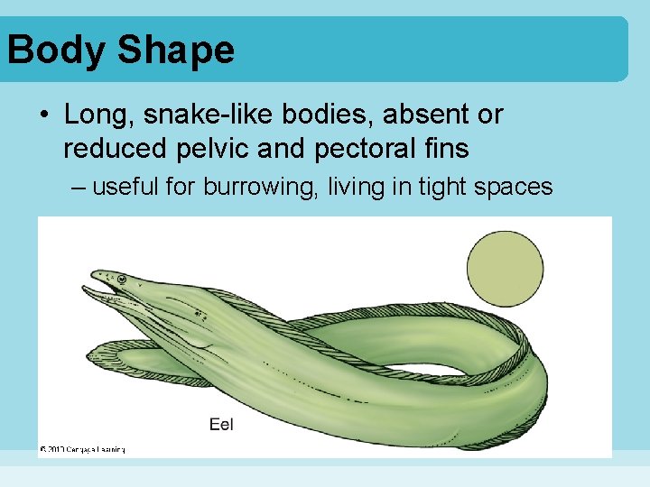 Body Shape • Long, snake-like bodies, absent or reduced pelvic and pectoral fins –