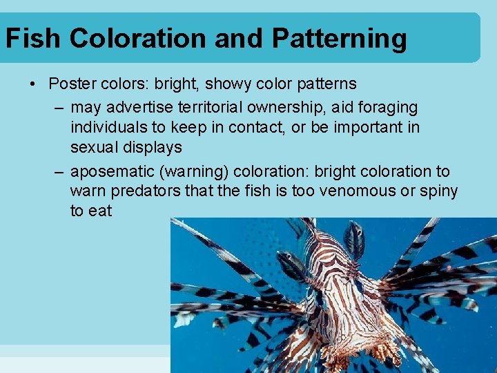 Fish Coloration and Patterning • Poster colors: bright, showy color patterns – may advertise