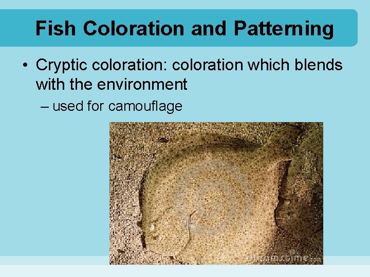 Fish Coloration and Patterning • Cryptic coloration: coloration which blends with the environment –