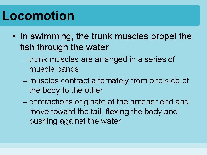 Locomotion • In swimming, the trunk muscles propel the fish through the water –