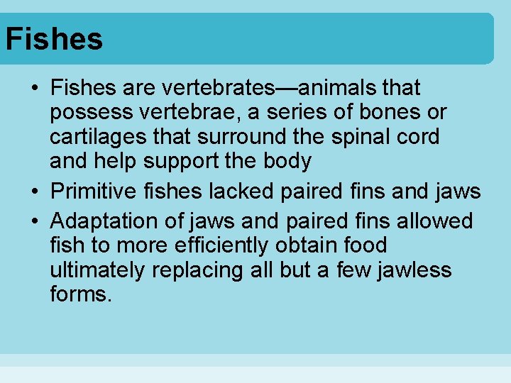 Fishes • Fishes are vertebrates—animals that possess vertebrae, a series of bones or cartilages