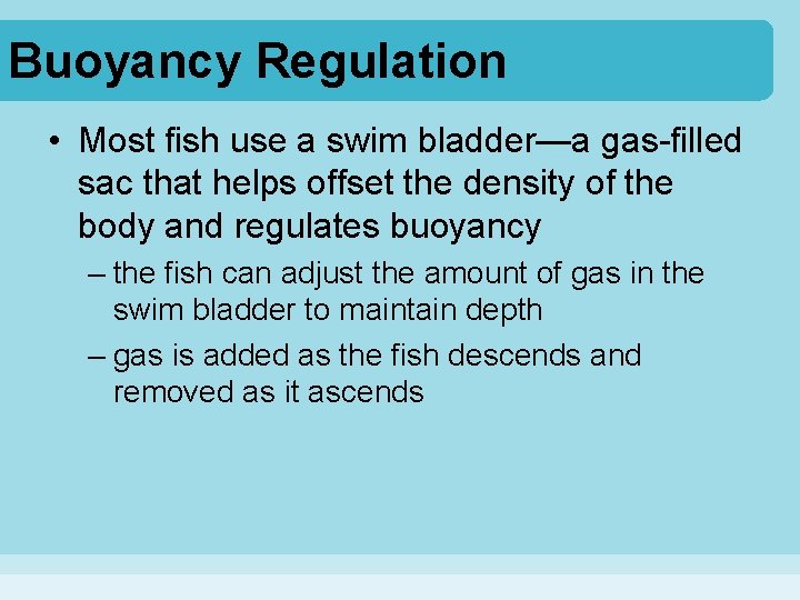 Buoyancy Regulation • Most fish use a swim bladder—a gas-filled sac that helps offset