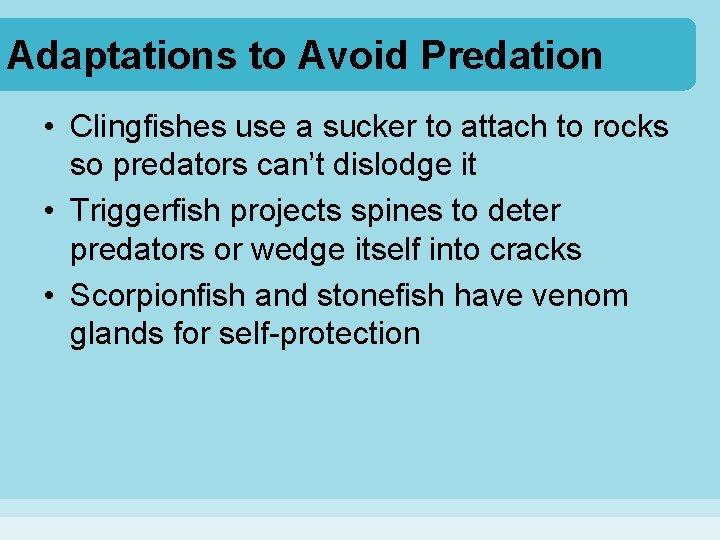 Adaptations to Avoid Predation • Clingfishes use a sucker to attach to rocks so