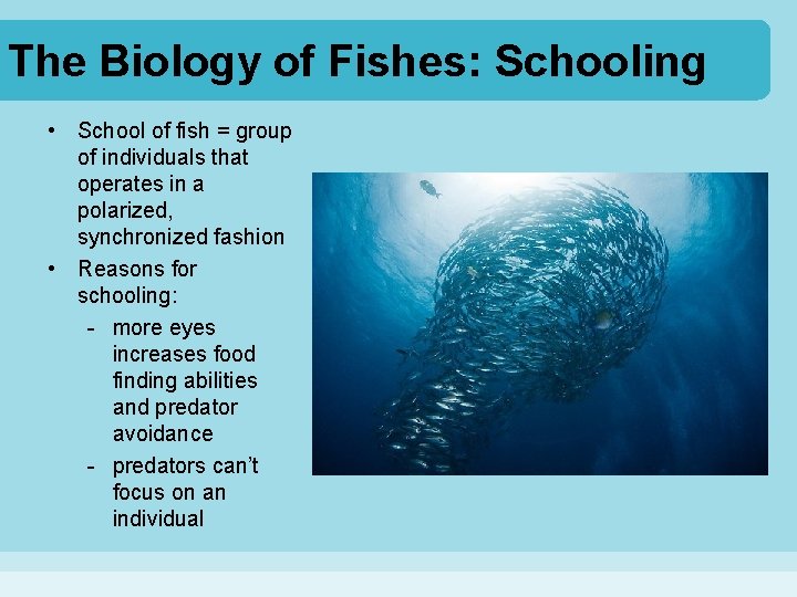 The Biology of Fishes: Schooling • School of fish = group of individuals that