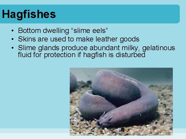 Hagfishes • Bottom dwelling “slime eels” • Skins are used to make leather goods
