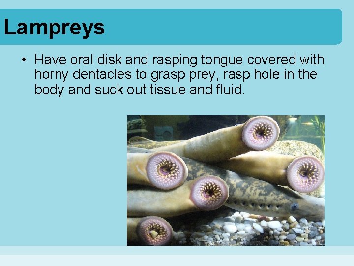 Lampreys • Have oral disk and rasping tongue covered with horny dentacles to grasp