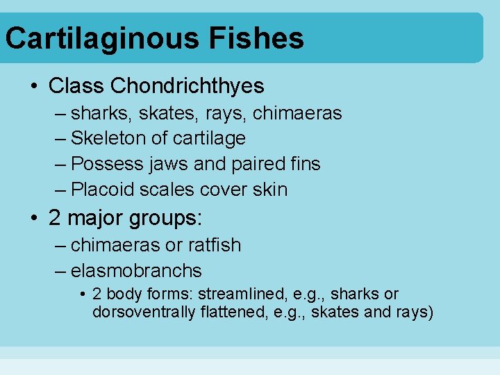 Cartilaginous Fishes • Class Chondrichthyes – sharks, skates, rays, chimaeras – Skeleton of cartilage