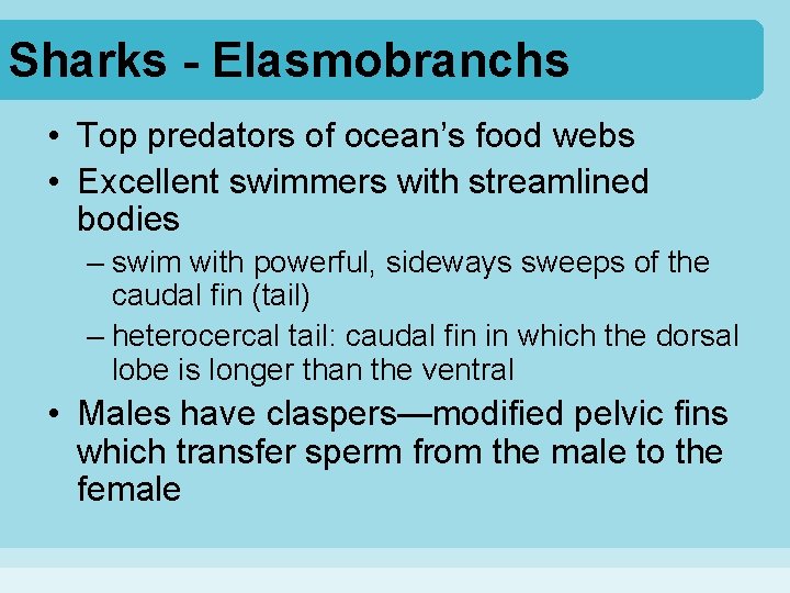 Sharks - Elasmobranchs • Top predators of ocean’s food webs • Excellent swimmers with