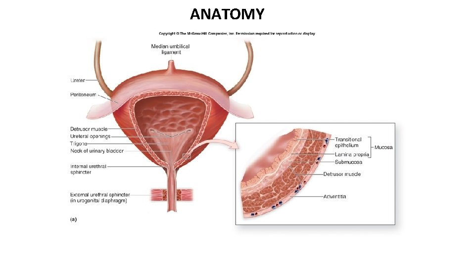 ANATOMY 